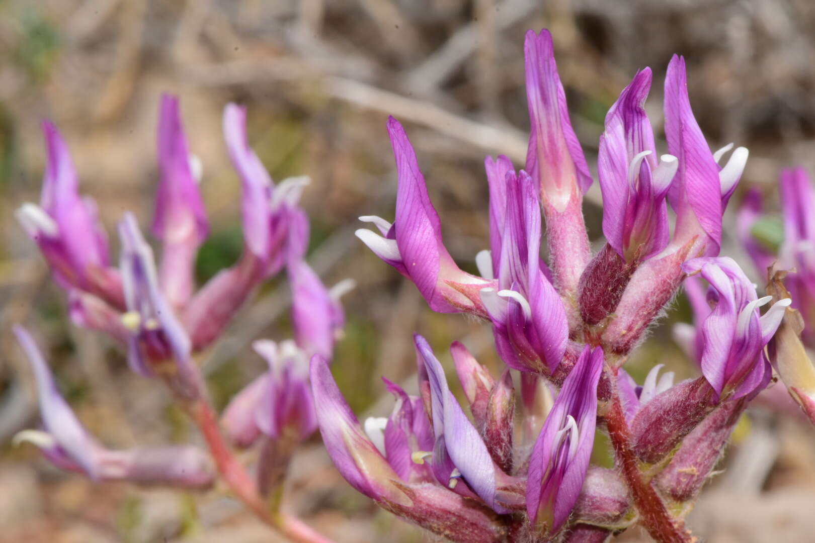 Image of Paradox milkvetch