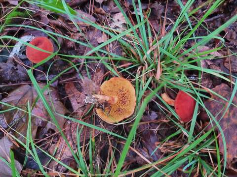 Image of Hortiboletus rubellus (Krombh.) Simonini, Vizzini & Gelardi 2015