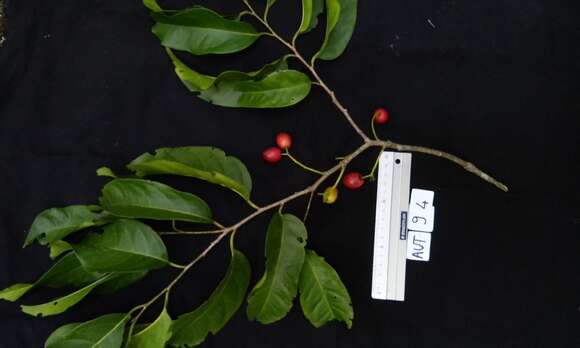 Image of Western Cherry-Laurel