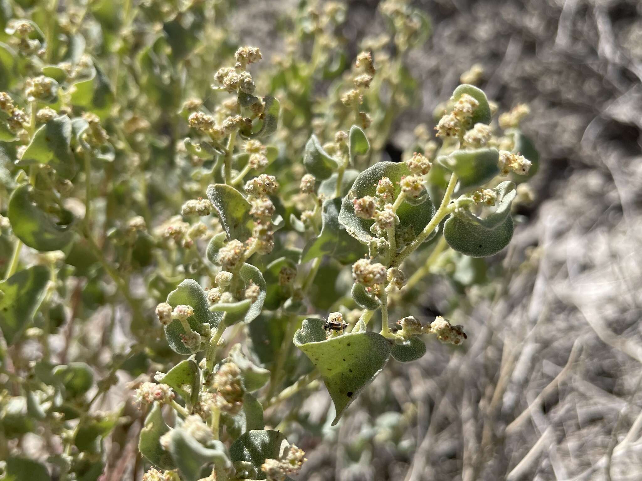 Image of sack saltbush