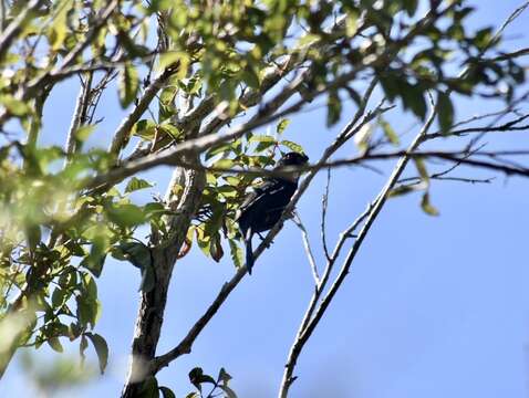 Image of Cuban Bullfinch