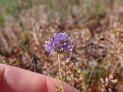 Image of bluehead gilia