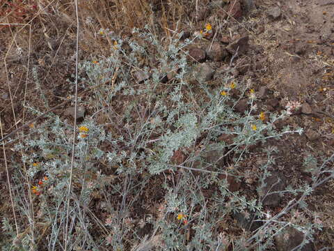 Image of <i>Acmispon argophyllus</i> var. <i>argenteus</i>