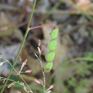 Desmodium arizonicum S. Watson resmi