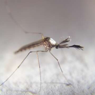 Image of Aedes scapularis (Rondani 1848)