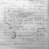 Image de Antirrhinum subcordatum A. Gray