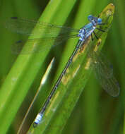 Image of Amber-winged Spreadwing