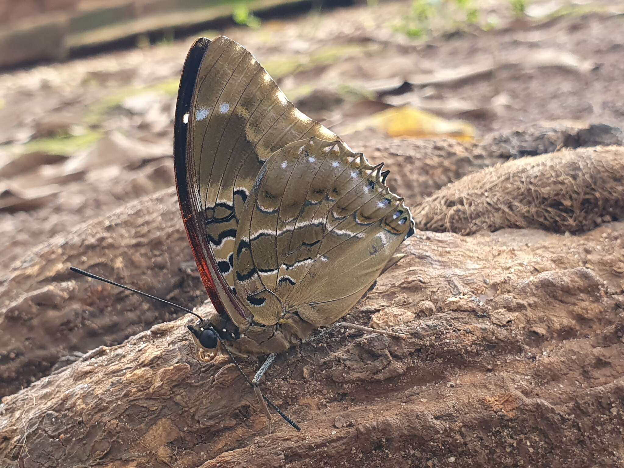 Imagem de Charaxes numenes Hewitson 1859