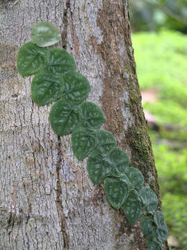 Monstera tuberculata var. brevinoda (Standl. & L. O. Williams) Madison的圖片