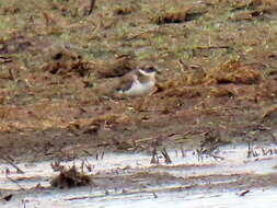 Image of Tundra Ringed Plover