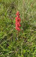 Imagem de Satyrium monadenum Schltr.