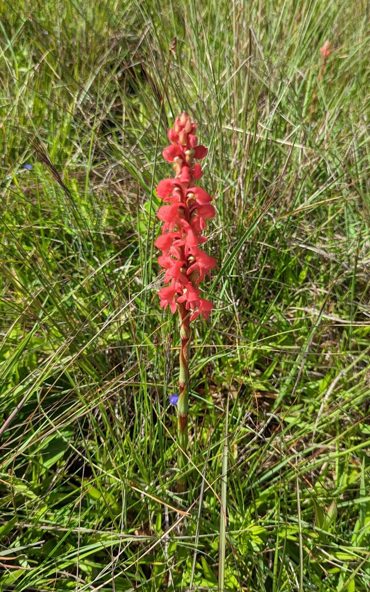 Imagem de Satyrium monadenum Schltr.