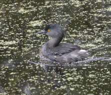 Image of Least Grebe