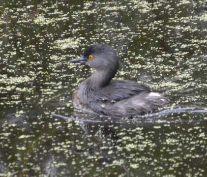 Image of Least Grebe