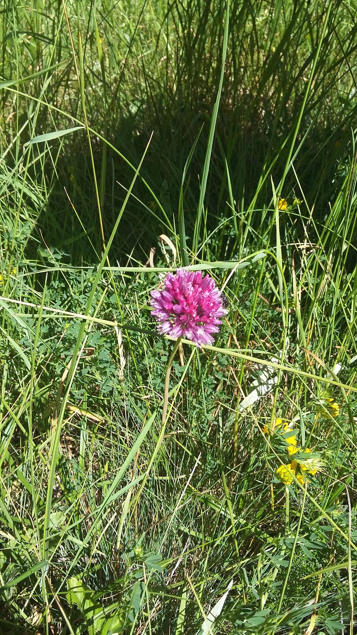 Image of sand leek