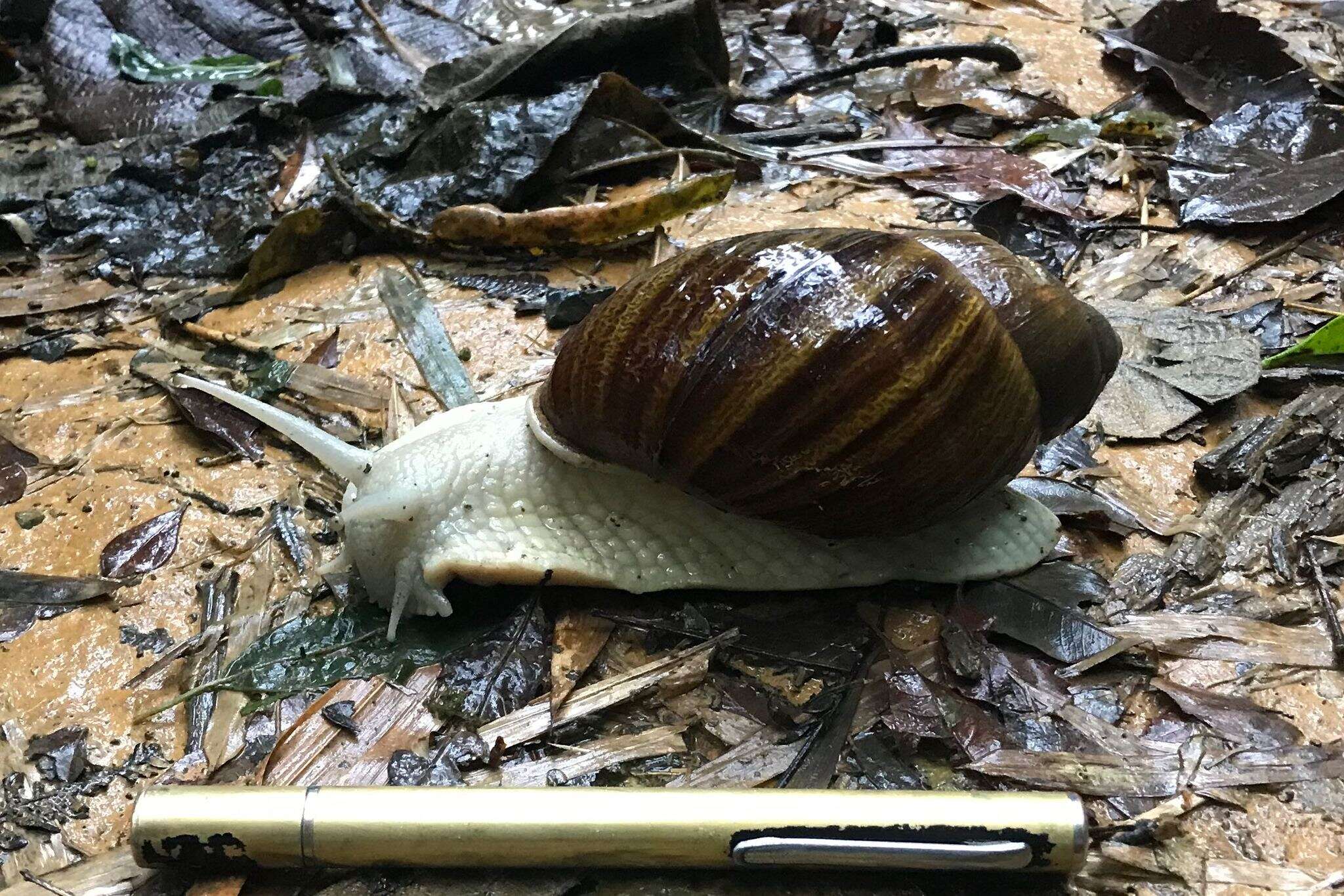 صورة Megalobulimus dryades Fontenelle, Simone & Cavallari 2021