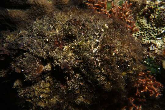 Image of Reef stonefish