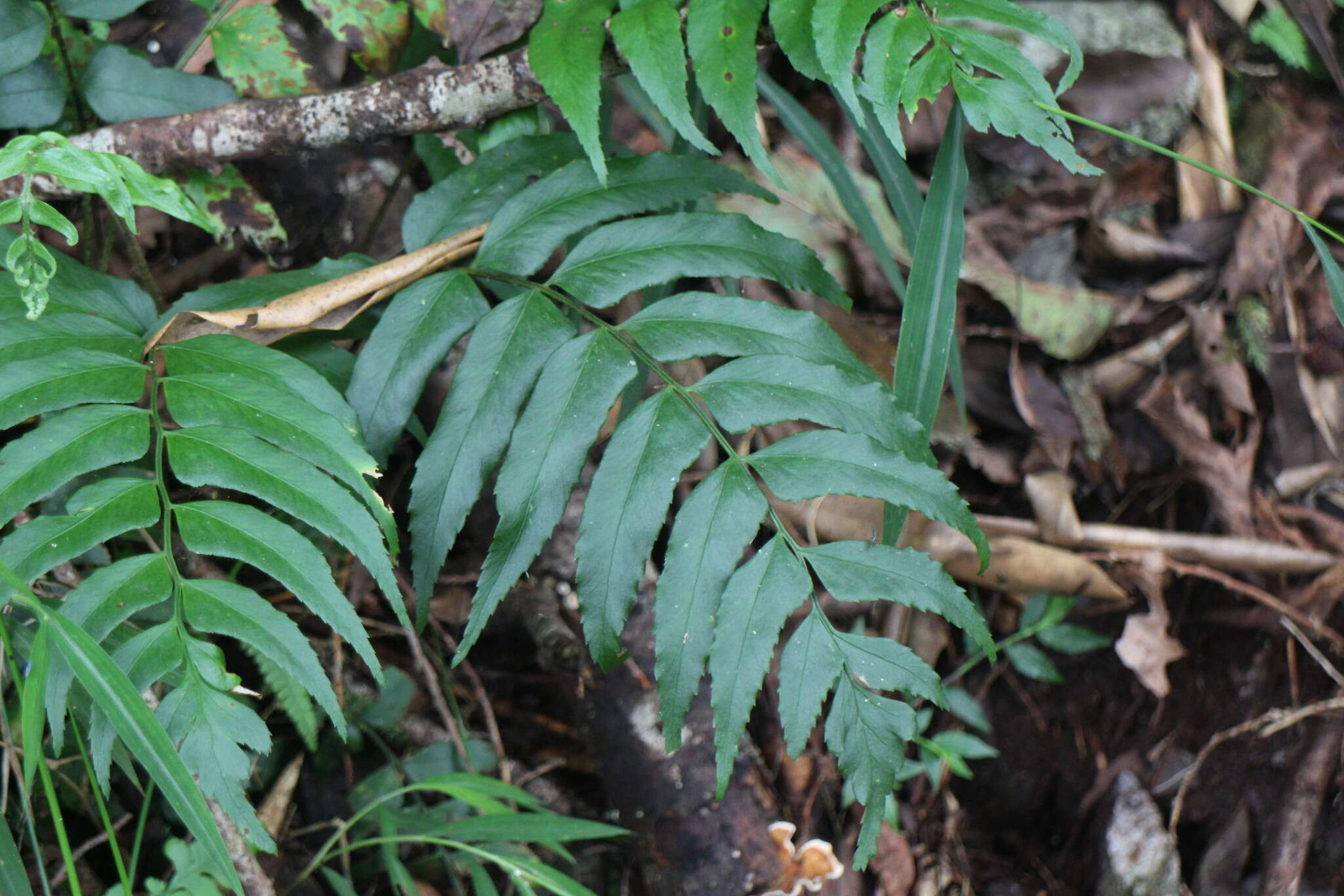 Image of Polystichum integripinnum Hayata