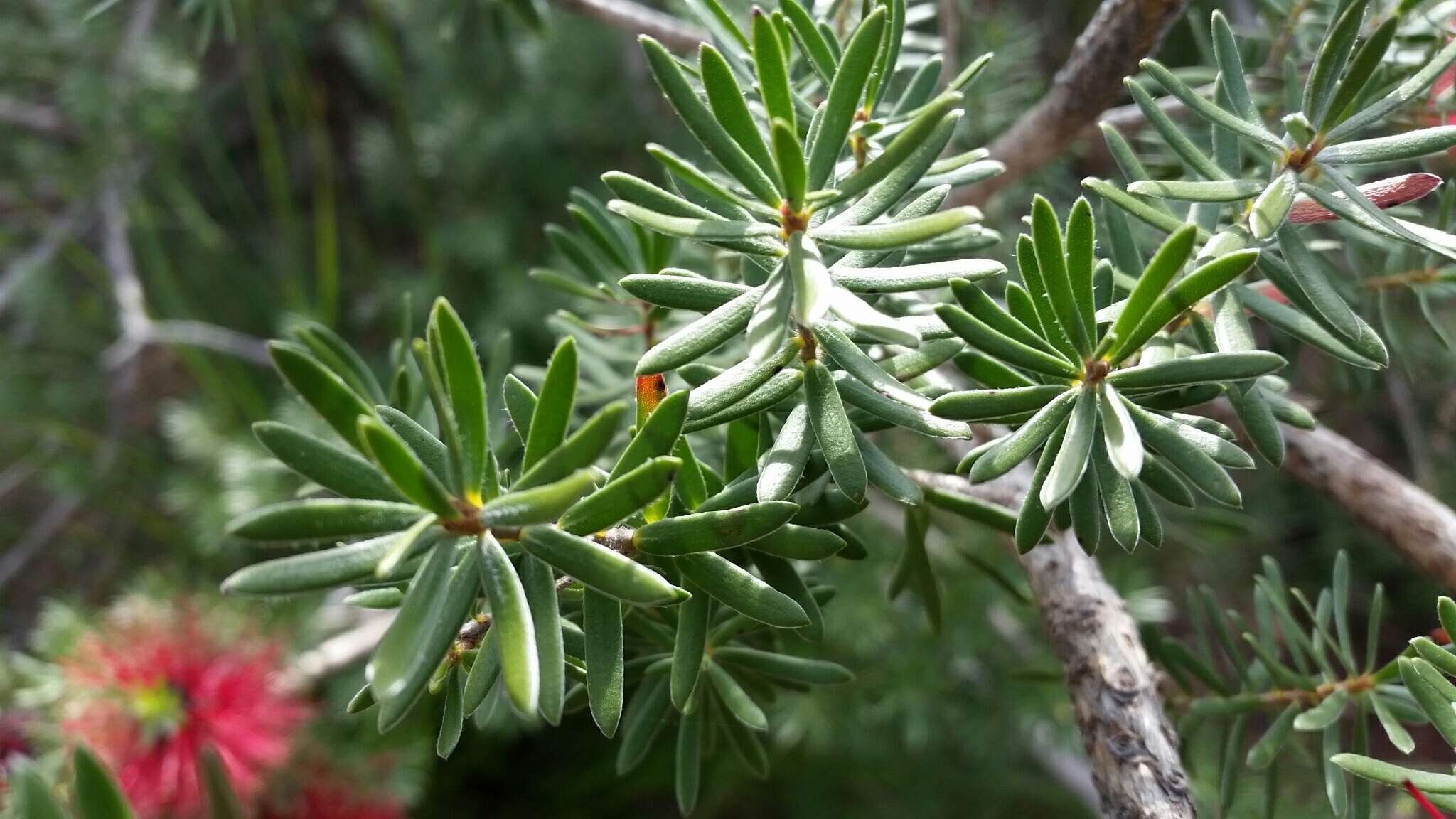 Imagem de Kunzea baxteri (Klotzsch) Schauer