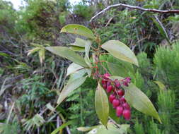 Image of Agarista salicifolia (Lam.) G. Don