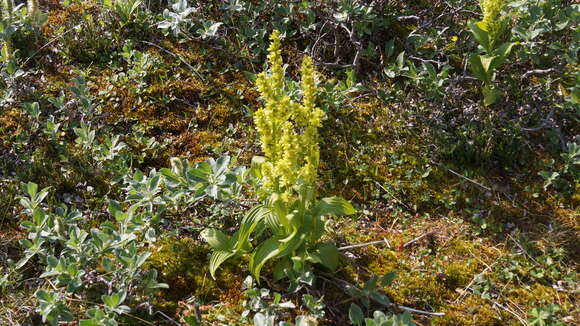 Image of White Hellebore