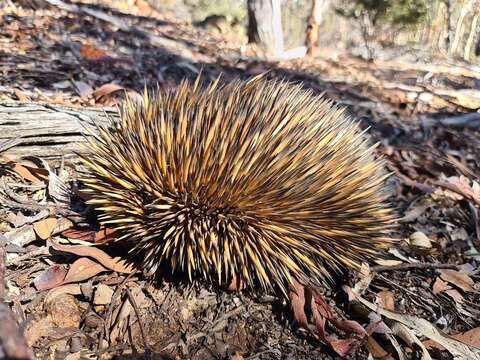 Image of Tachyglossus aculeatus acanthion (Collett 1884)