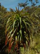 Imagem de Dracophyllum menziesii Hook. fil.