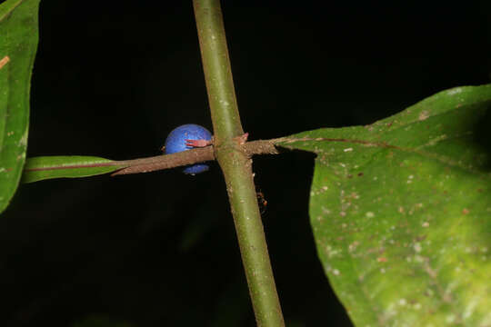 Image of Miconia septuplinervia