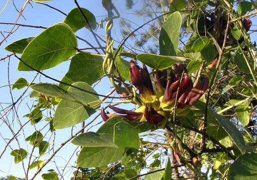 Image of Mucuna coriacea Baker