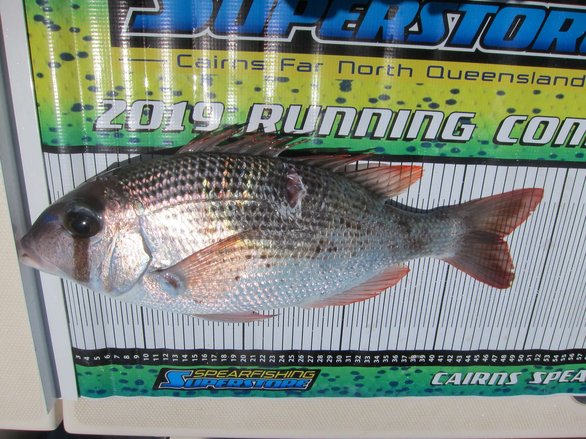 Image of Blue-spotted large-eye bream