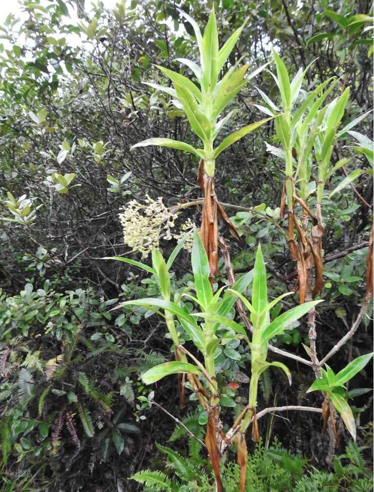 Image of Hedyotis acutangula Champ. ex Benth.