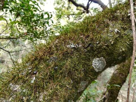 Image of forsstroemia moss