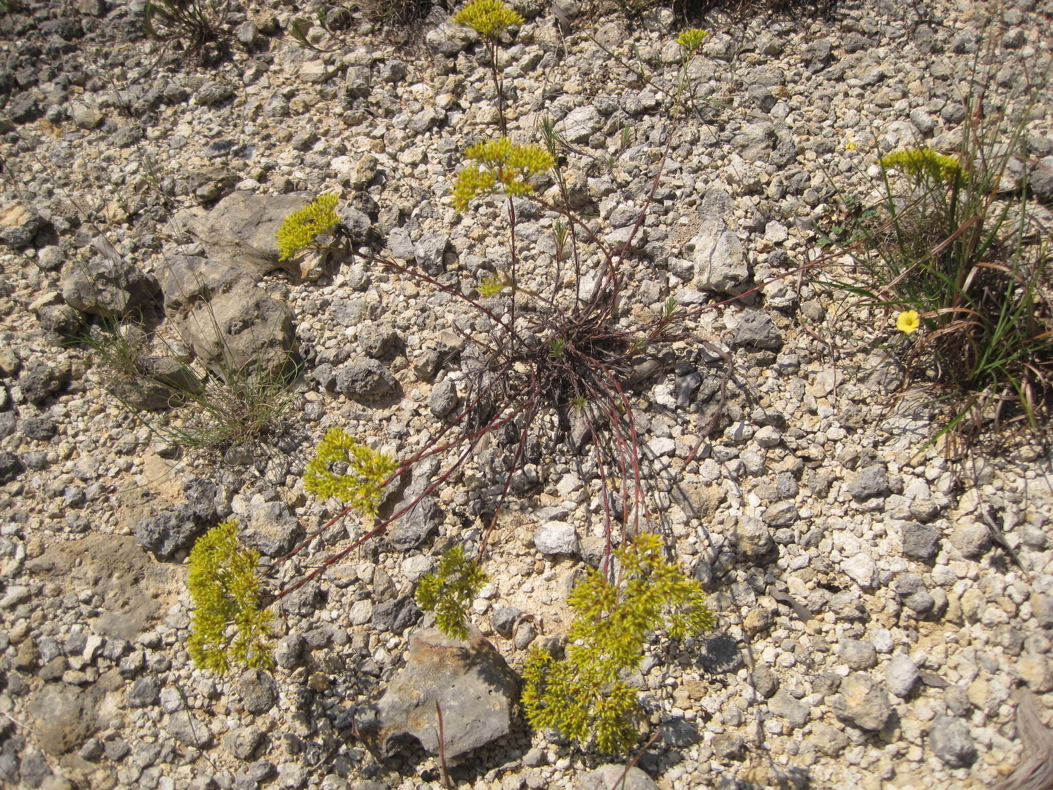 Image of yellow nailwort