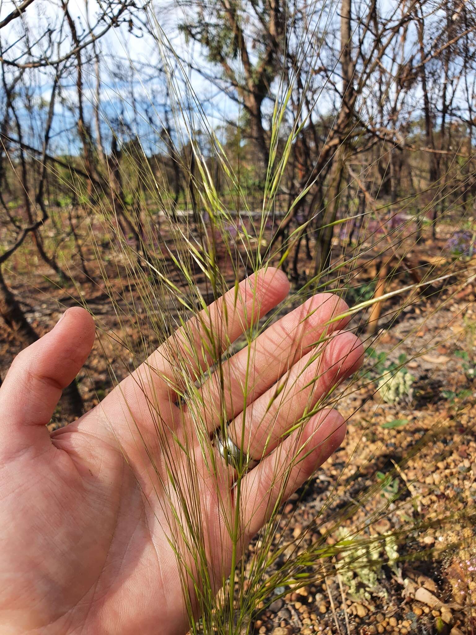 Image of Austrostipa macalpinei (Reader) S. W. L. Jacobs & J. Everett