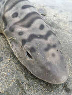 Image of Leopard Shark