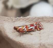 Image de Acrobasis porphyrella Duponchel 1836