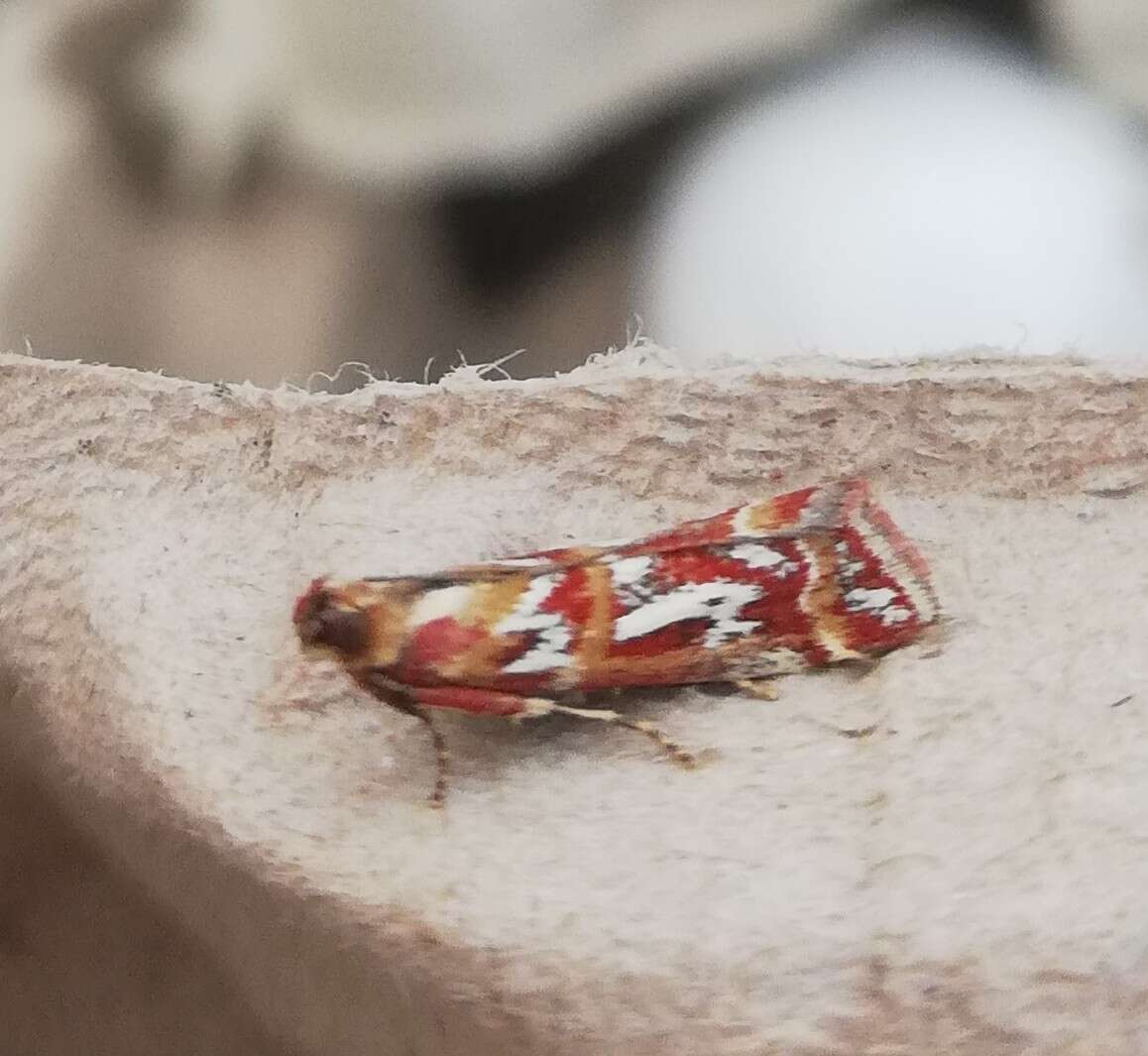 Image de Acrobasis porphyrella Duponchel 1836