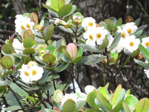 Image de Clusia crassifolia Planch. & Triana