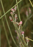 Image of Leptomeria aphylla R. Br.