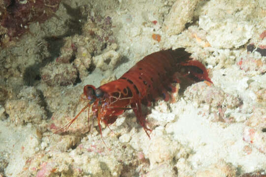 Image of peacock mantis shrimp