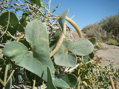 Imagem de Cynanchum acutum subsp. sibiricum (Willd.) K. H. Rechinger