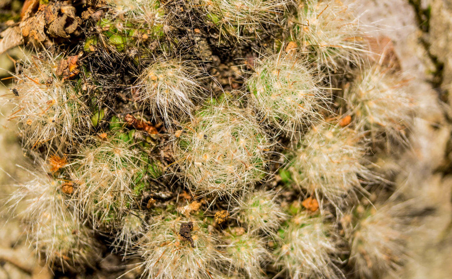 Image of Mammillaria glassii subsp. glassii