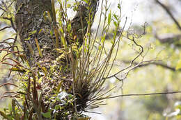 Image of Dendrobium chryseum Rolfe