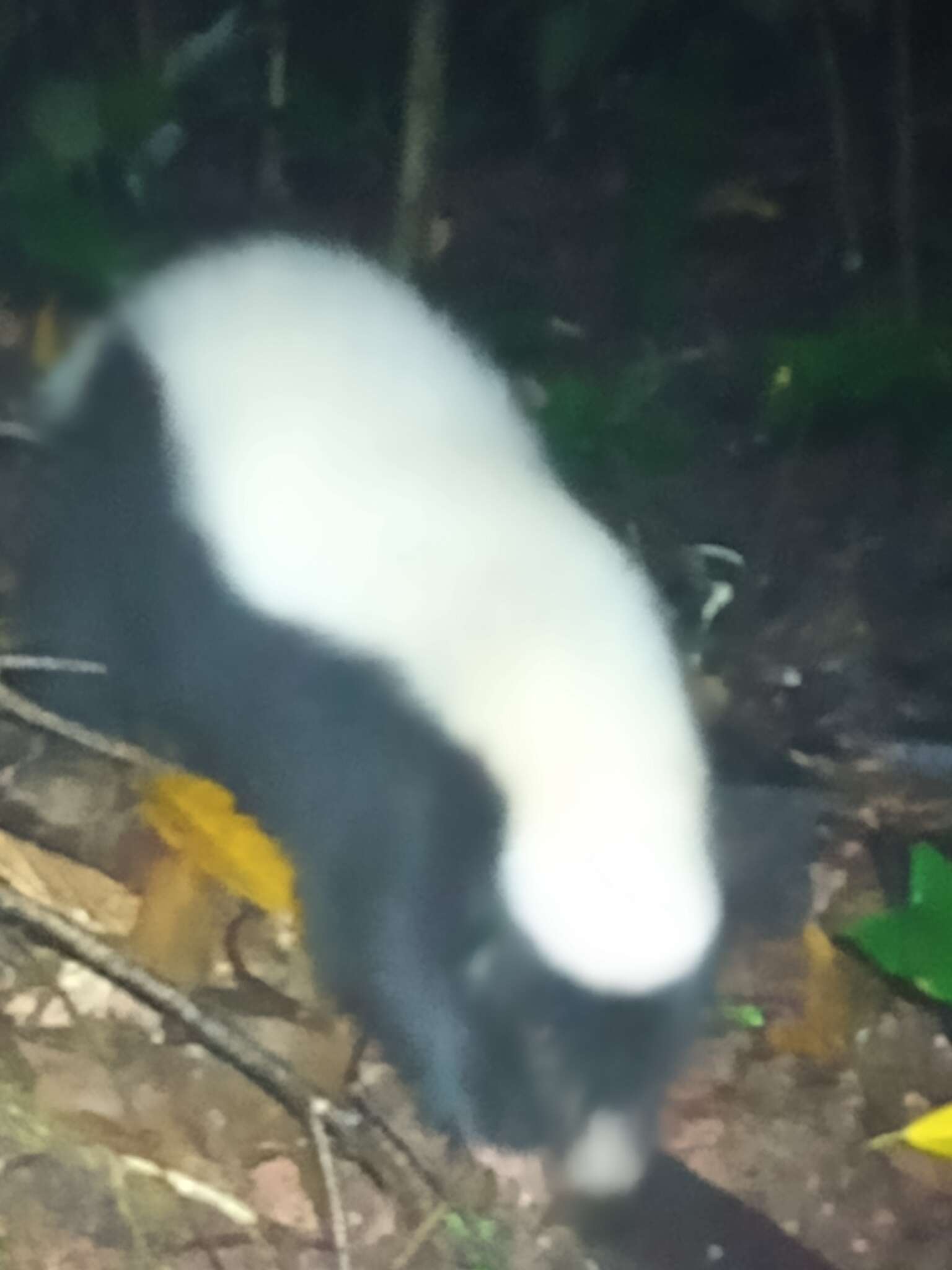 Image of eastern hog-nosed skunk
