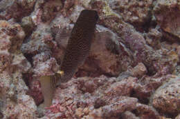 Image of Black spinefoot