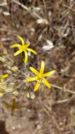 Слика од Bloomeria crocea var. aurea (Kellogg) Ingram