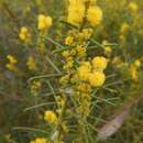 Image of Acacia enterocarpa R. V. Sm.