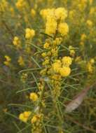 Image of Acacia enterocarpa R. V. Sm.