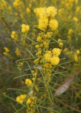 Image of Acacia enterocarpa R. V. Sm.