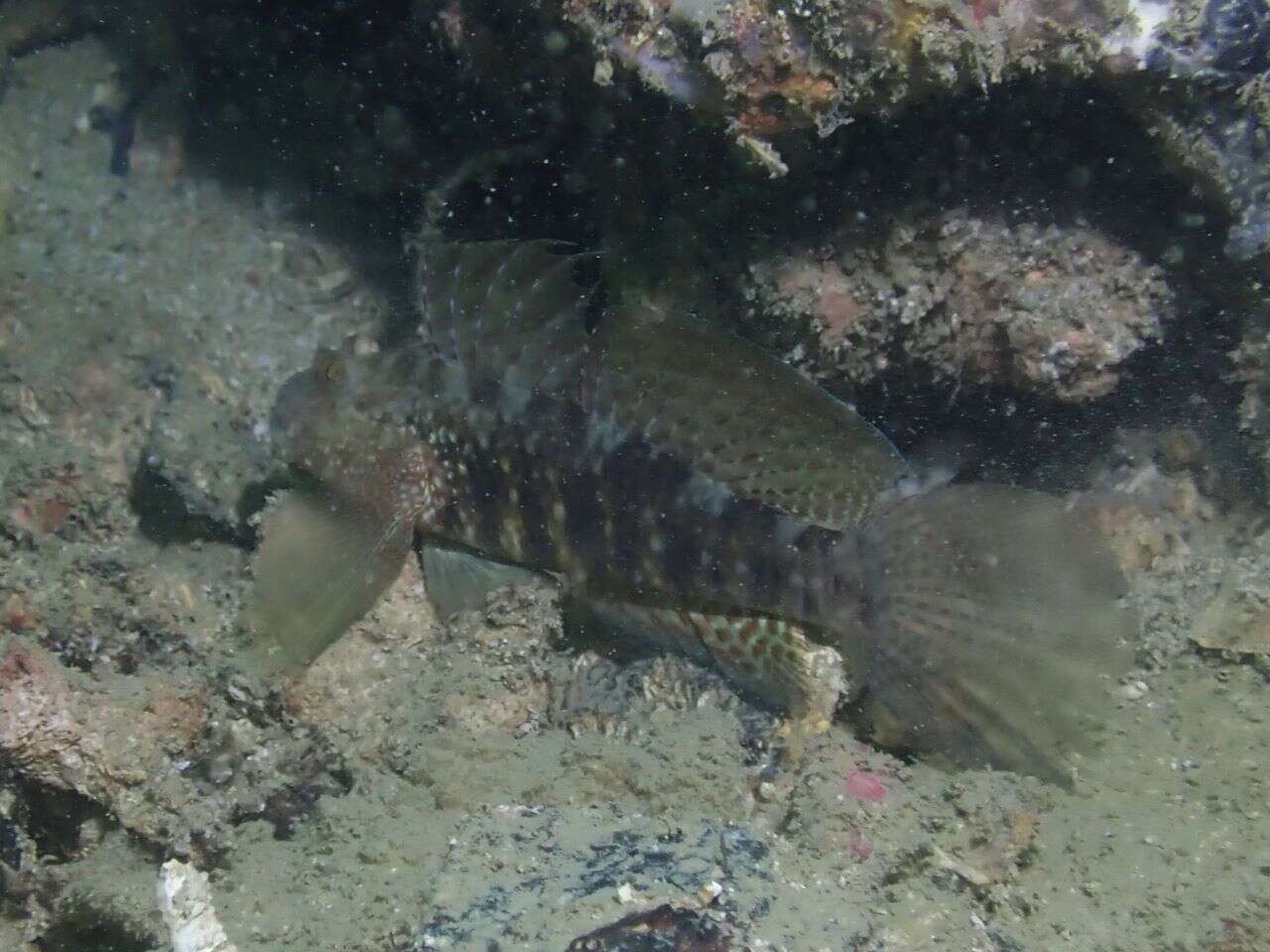 Image of Beautiful goby